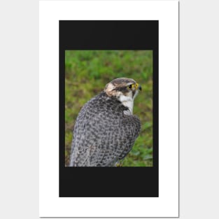 Peregrine falcon Posters and Art